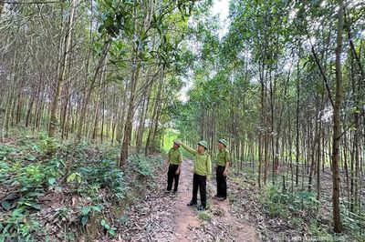 Giữ vững màu xanh đại ngàn