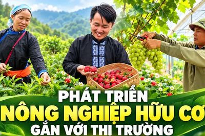Phát triển nông nghiệp hữu cơ gắn với thị trường