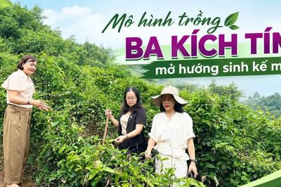 Mô hình trồng ba kích tím mở hướng sinh kế mới