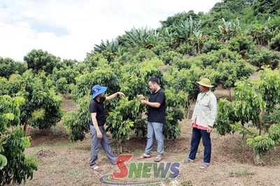 Nông dân Chiềng Khoong tất bật chăm sóc nhãn chín sớm