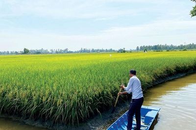 Mở rộng diện tích lúa phát thải thấp tại ĐBSCL: Từ bền vững đến thực chất chuỗi giá trị