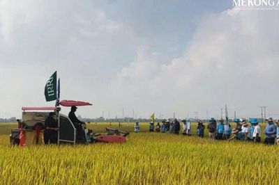 Bài toán nhân rộng mô hình lúa xanh, hiệu quả cao tại Ninh Bình