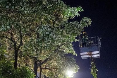 Công nhân cắt tỉa hoa sữa xuyên đêm