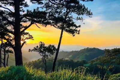 Lâm Đồng đề xuất hợp tác với Nhật Bản trong lĩnh vực quản lý, bảo vệ và phát triển rừng