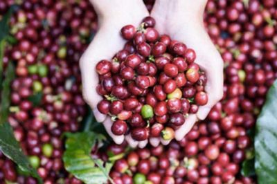 Từ đặc sản quê nhà đến thương hiệu OCOP
