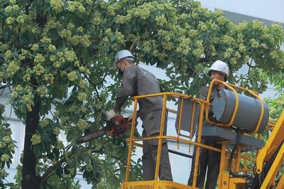 Điểm danh 13 tuyến phố Hà Nội được 'giảm tải' mùi hoa sữa