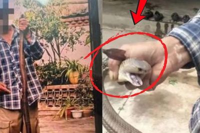 Người đàn ông 28 tuổi tử vong trong lúc chụp ảnh với rắn hổ mang