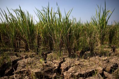 El Nino làm nóng nỗi lo giá thực phẩm