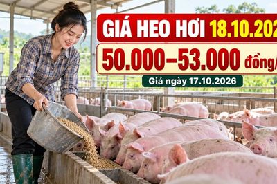 Giá heo hơi hôm nay 18.10.2026: Sức mua có giúp thị trường ổn định?