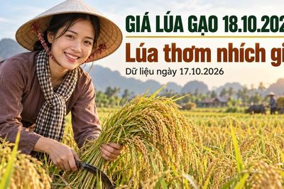 Giá lúa gạo hôm nay 18.10.2026: Lúa thơm chờ thêm lực mua