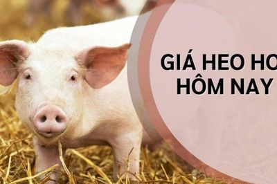 Giá heo hơi hôm nay 18/10: Giảm tại 13 địa phương, giá dao động từ 50.000 - 53.000 đồng/kg