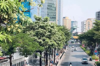 Hà Nội lý giải về đề án quản lý phát triển cây xanh, vườn hoa