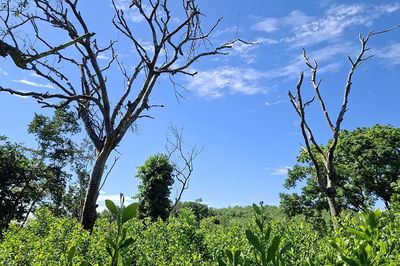 Rừng tự nhiên 'bốc hơi' 56ha, xót cảnh lim cổ thụ chết khô ở Nghệ An