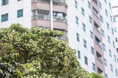 Thương hoa sữa, thương cả người mất ngủ