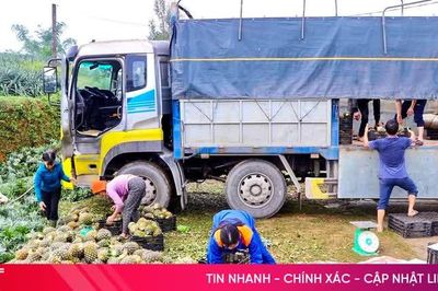 Hà Tĩnh thu hoạch gần 10.000 tấn dứa liên kết với doanh nghiệp