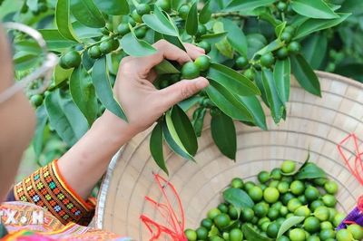 Chanh rừng Mẫu Sơn: Từ sương mù vùng núi cao bước lên quầy hàng OCOP