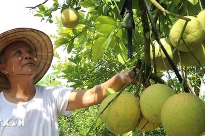 Bưởi đào Lập Lễ - Sắc hồng nhẹ nhàng tô điểm cho mùa Thu