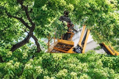 Nhiều tuyến phố Hà Nội có hàng trăm cây hoa sữa được cắt tỉa