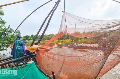 Mùa cất vó tại U Minh Thượng