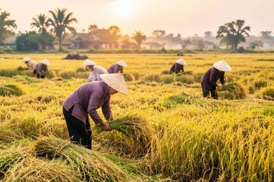 Mùa gặt trong miền nhớ