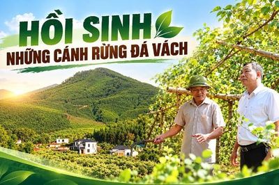 Hồi sinh những cánh rừng Đá Vách