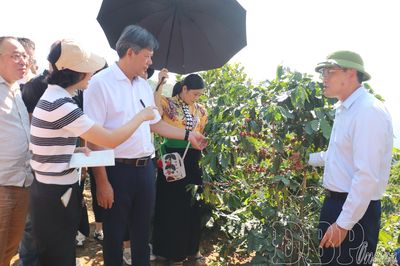 Khảo sát vùng nguyên liệu cà phê, mắc ca tại xã Tuần Giáo và Quài Tở