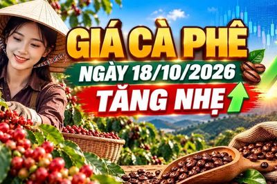 Giá cà phê hôm nay 18/10: Arabica bật hơn 3%, Tây Nguyên phục hồi