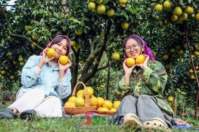 Phiêng Khoài vào mùa cam Navel