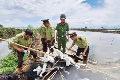 Gỡ bẫy lưới, giữ lối về cho chim di cư