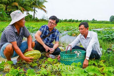 Nông dân Phường Lý Văn Lâm tăng thu nhập từ dưa gang