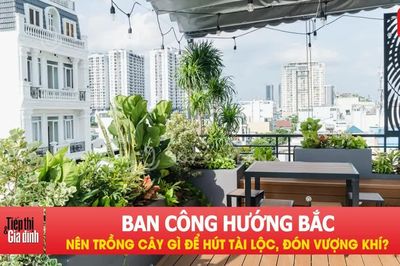 Ban công hướng Bắc nên trồng cây gì để hút tài lộc, đón vượng khí?