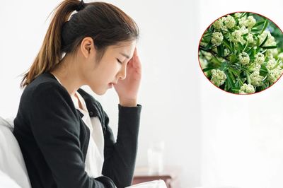 Mùi hoa sữa nồng nặc có thể gây đau đầu? Đây là những nhóm người cần đặc biệt thận trọng
