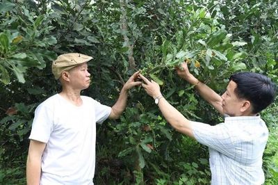 Xã Hùng An thúc đẩy liên kết sản xuất, phát triển nông nghiệp hàng hóa