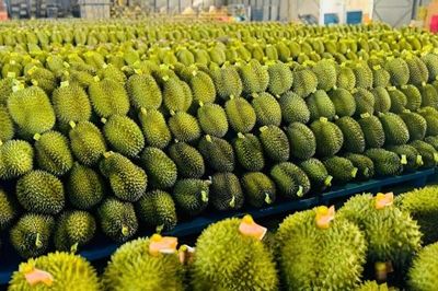 Yêu cầu Công ty TNHH Thái Thịnh khắc phục lô hàng sầu riêng bị nhiễm vàng O