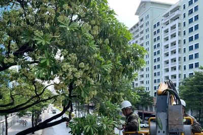Hà Nội chưa thay thế hoa sữa trên phố Nguyễn Du bằng Sao Đen