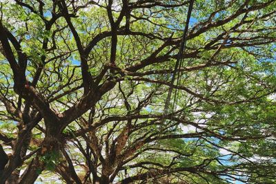 Quảng Ngãi: Ngắm hàng me tây đẹp thơ mộng tại Kon Đào