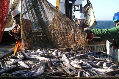 Chuỗi cung ứng thủy sản trước nguy cơ đứt gãy vì El Nino
