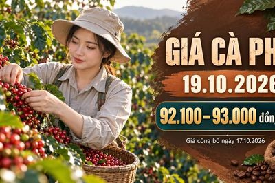 Giá cà phê hôm nay 19.10.2026: Sức ép vụ mới còn đáng chú ý