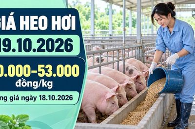 Giá heo hơi hôm nay 19.10.2026: Chờ tín hiệu phục hồi đầu tuần