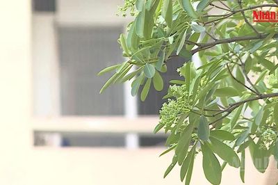 [Video] Hà Nội lấy ý kiến người dân về việc di chuyển cây hoa sữa
