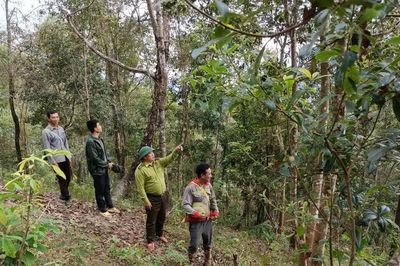Điện Biên nâng cao ý thức giữ rừng gắn với sinh kế bền vững