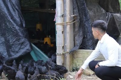 Lào Cai: Nhiều cơ sở chăn nuôi đổi thay nhờ chính sách hỗ trợ kịp thời