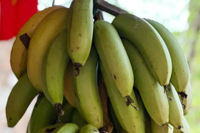 Chuyên gia dinh dưỡng chia sẻ 3 mẹo khi ăn chuối vào bữa sáng