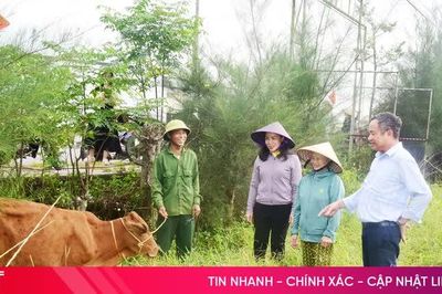 Hỗ trợ bò sinh kế cho hộ nghèo, cận nghèo ở xã Đông Kinh