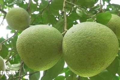 Về Lào Cai dự Lễ hội bưởi Đại Minh và khám phá danh thắng quốc gia hồ Thác Bà