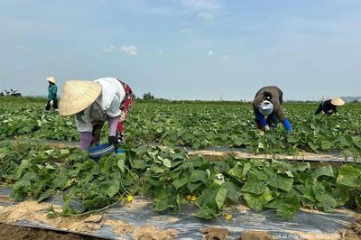 Thu hút doanh nghiệp thu mua sản phẩm rau màu theo hợp đồng