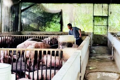 Heo hơi giảm dưới giá thành sản xuất: Người dân đề nghị siết chặt quản lý chất cấm, bảo vệ người chăn nuôi
