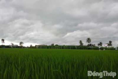 Đồng Tháp: Dự báo tiếp tục có mưa lớn trên diện rộng