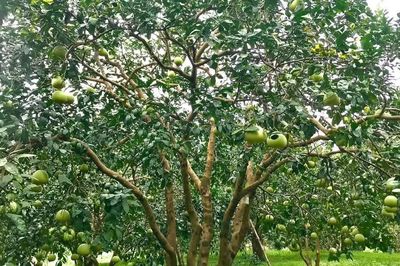 Lễ hội Bưởi Đại Minh và khám phá danh thắng quốc gia hồ Thác Bà sẽ diễn ra từ ngày 6 - 8/11