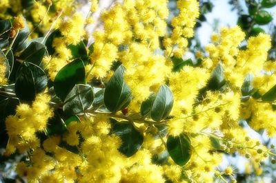 Mùa mimosa thắp nắng